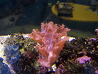 Soft Coral 120g