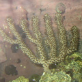 gorgonian