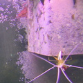 shrimps1