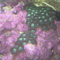 zooanthid1
