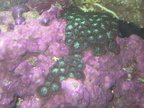 zooanthid1