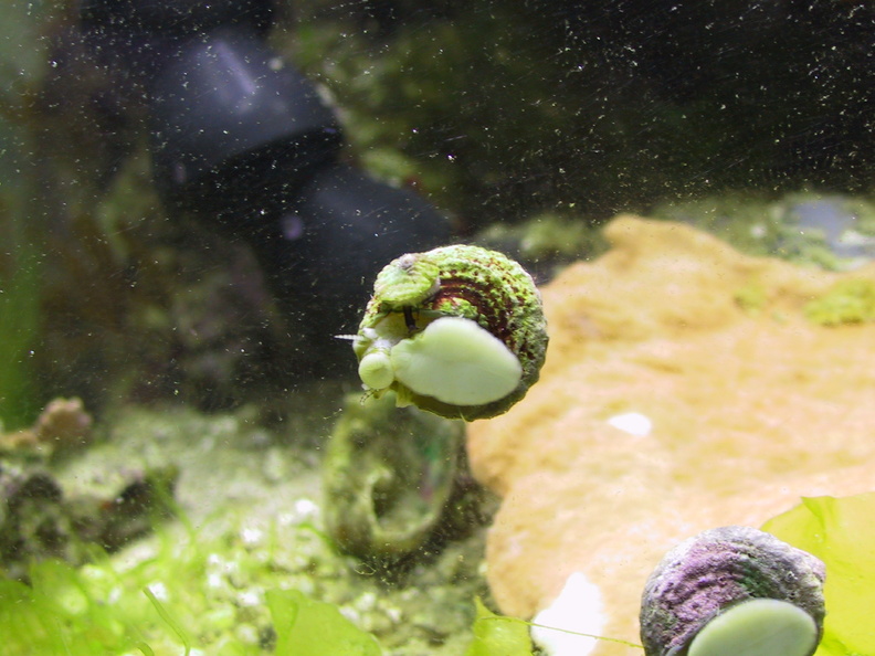 snail-hitch3.jpg