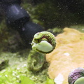 snail-hitch3