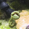 snail-hitch1