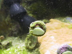 snail-hitch1