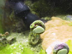 snail-hitch4