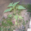 plant01