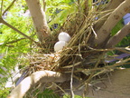 nest1