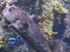 Long Beach Aquarium 2001
