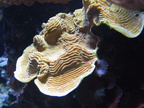 lba coral11