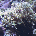 lba coral10