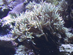 lba coral10