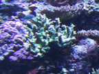 lba coral9