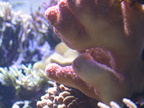 lba coral8