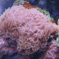 lba coral7