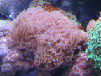 lba coral7
