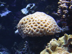 lba coral6