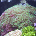 lba coral5