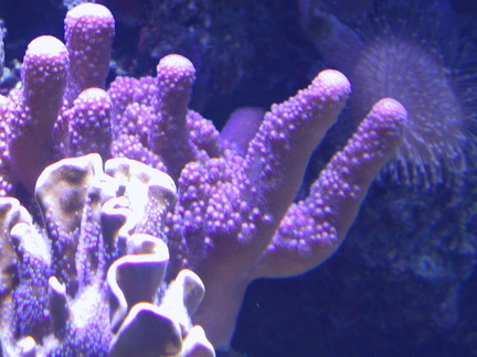 lba coral4