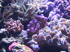 lba coral3