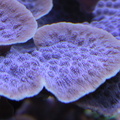 lba coral2