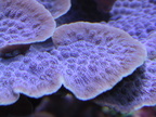 lba coral2