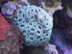 lba coral1