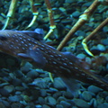 lba ratfish