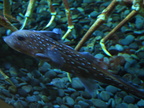lba ratfish