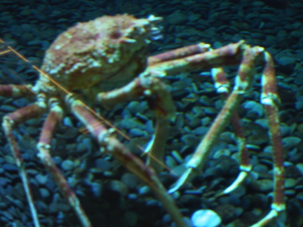 lba crab2