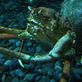 lba crab