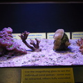 aquarium 057