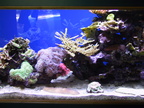 aquarium 056