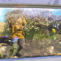 aquarium_055.jpg