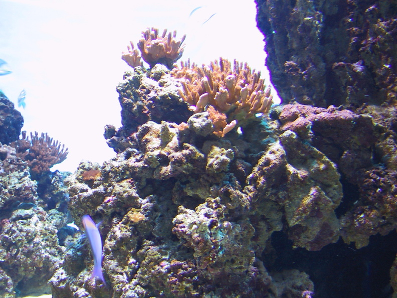 aquarium_048.jpg