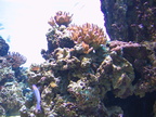 aquarium 048