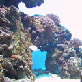 aquarium 047