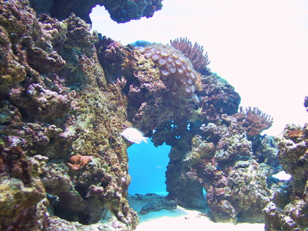 aquarium 047