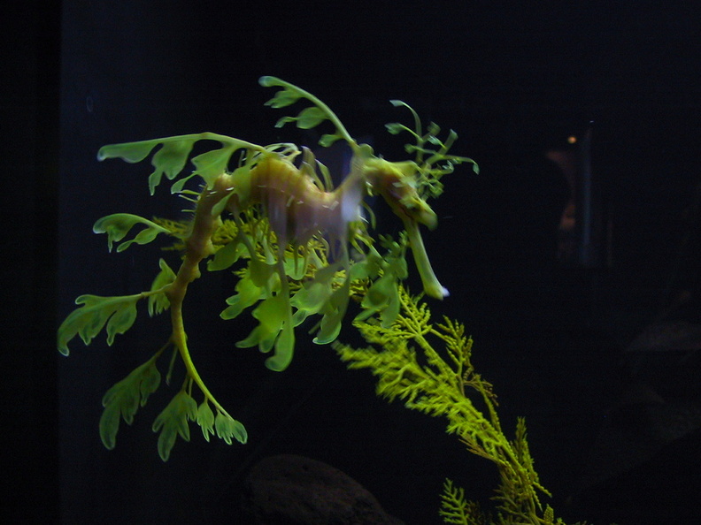 aquarium_046.jpg