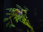 aquarium 046