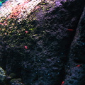 aquarium 044