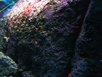 aquarium 044