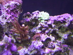 aquarium 043