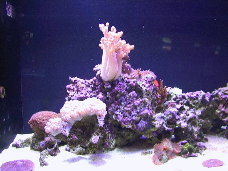 aquarium_042.jpg