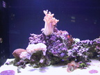 aquarium 042