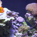 aquarium 041