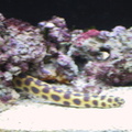 aquarium 040