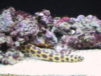 aquarium 040