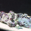 aquarium 039