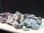 aquarium 039